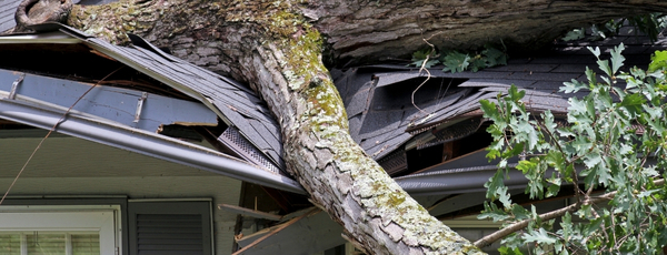 storm damaged window protection